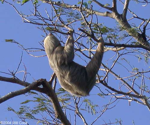 Two-toed Sloth