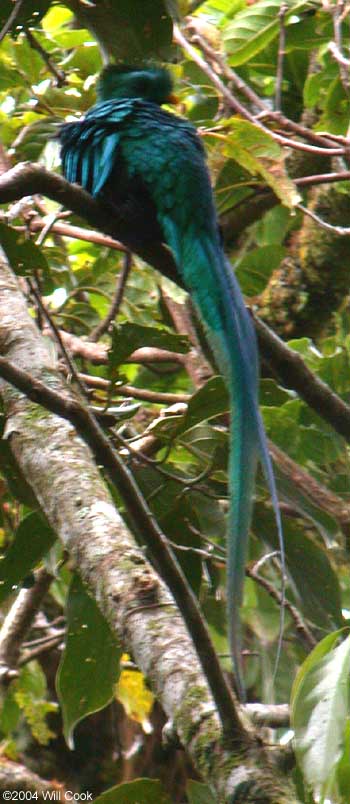 Resplendent Quetzal (Pharomachrus mocinno)