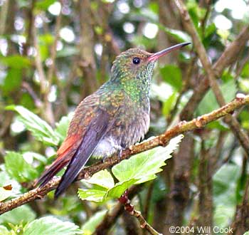 Rufous-tailed Hummingbird (Amazilia tzacatl)