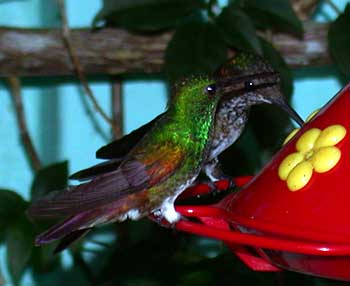 Snowy-bellied Hummingbird (Amazilia edward)