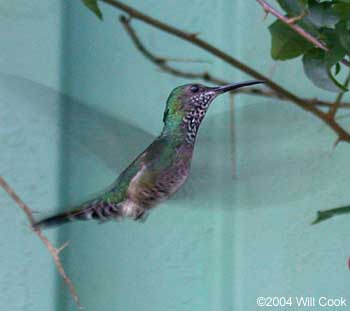 White-necked Jacobin (Florisuga mellivora)