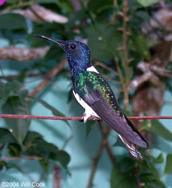 White-necked Jacobin (Florisuga mellivora)