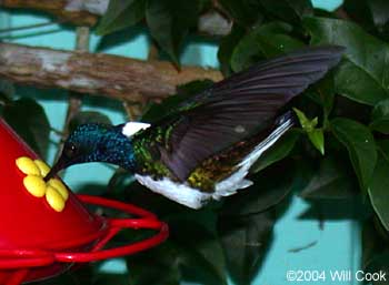 White-necked Jacobin (Florisuga mellivora)