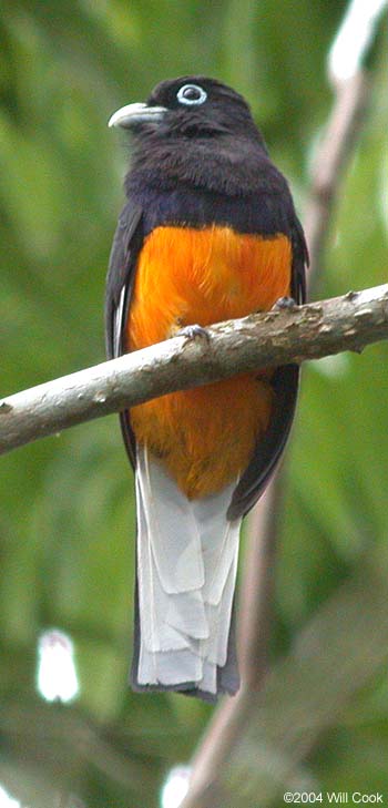 White-tailed Trogon (Trogon viridis)