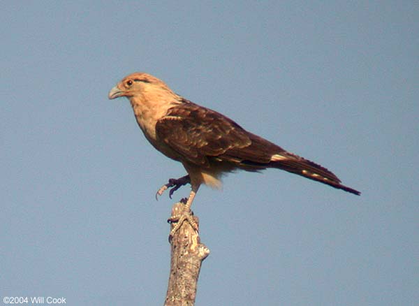 Yellow-headed Caracara (Milvago chimachima)