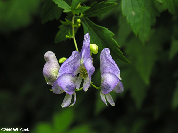 Eastern Blue Monkshood (Aconitum uncinatum)