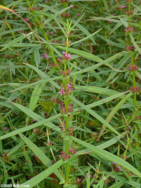 Scarlet Toothcup (Ammannia coccinea)