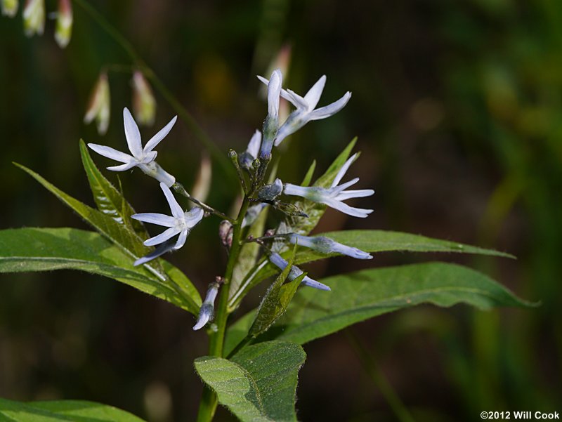 Wideleaf Blue-stars - Amsonia tabernaemontana