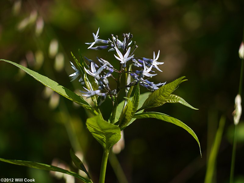 Wideleaf Blue-stars - Amsonia tabernaemontana