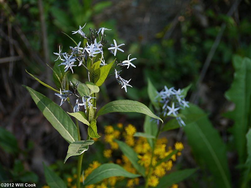 Wideleaf Blue-stars - Amsonia tabernaemontana