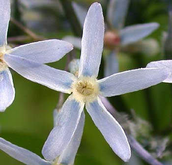 Wideleaf Blue-stars - Amsonia tabernaemontana