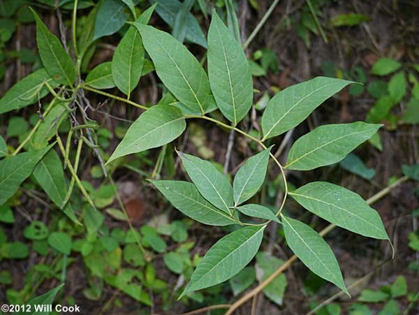 Wideleaf Blue-stars - Amsonia tabernaemontana