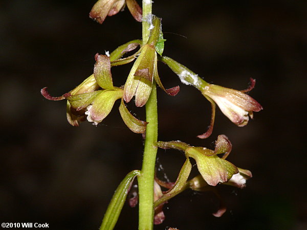 Aplectrum hyemale (Puttyroot, Adam-and-Eve)