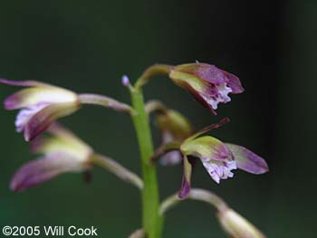 Aplectrum hyemale (Puttyroot, Adam-and-Eve)