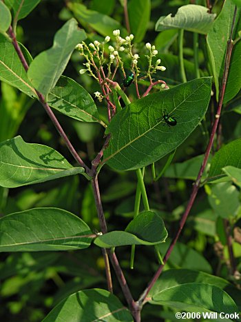 Apocynum cannabinum (Hemp Dogbane)