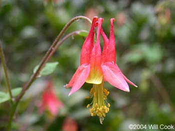 Aquilegia canadensis (Red Columbine)