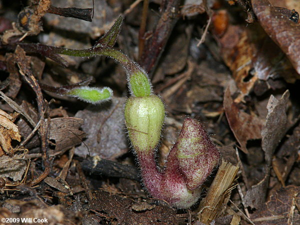 Virginia Snakeroot (Endodeca/Aristolochia serpentaria)