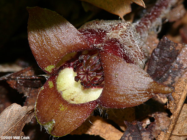 Asarum canadense (Common Wild Ginger)