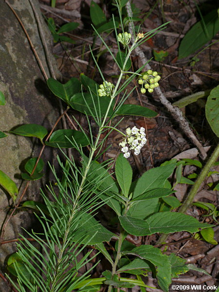 Whorled Milkweed - Asclepias verticillata