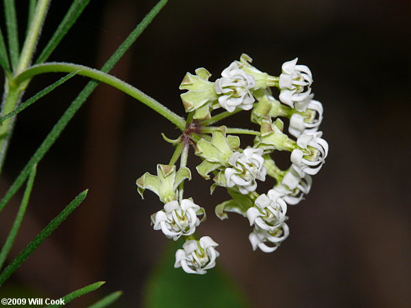 Whorled Milkweed - Asclepias verticillata