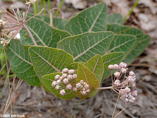 Pinewoods Milkweed - Asclepias humistrata