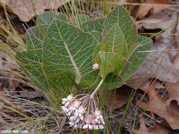 Pinewoods Milkweed - Asclepias humistrata