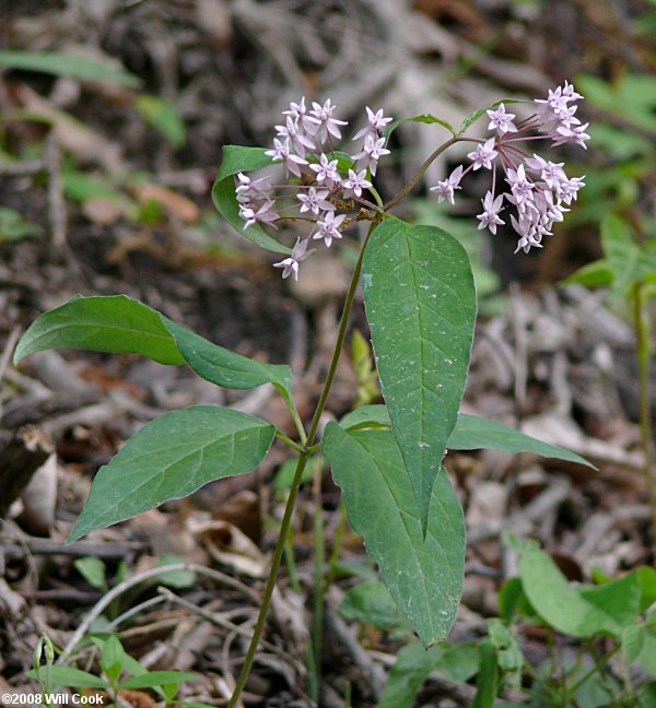 Asclepias quadrifolia (Fourleaf Milkweed)