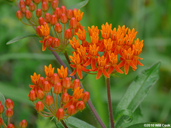 Asclepias tuberosa (Butterfly Milkweed)