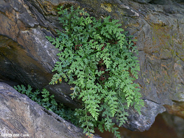 Asplenium montanum (Mountain Spleenwort)