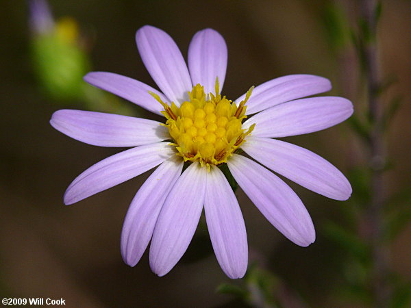 Stiff-leaved Aster (Ionactis linariifolia)