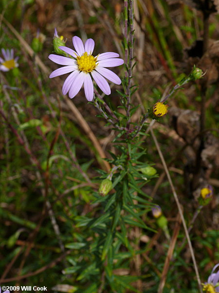 Stiff-leaved Aster (Ionactis linariifolia)