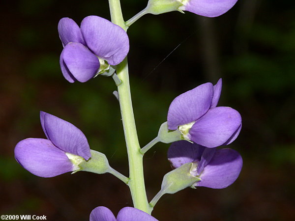 Eastern Prairie Blue Wild Indigo, Glade Wild Indigo (Baptisia australis var. aberrans)