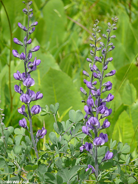 Eastern Prairie Blue Wild Indigo, Glade Wild Indigo (Baptisia australis var. aberrans)