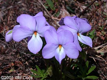 Viola pedata (Bird's-foot Violet)