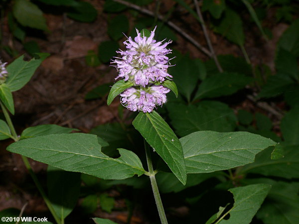 Woodmint, Downy Pagoda-plant (Blephilia ciliata)