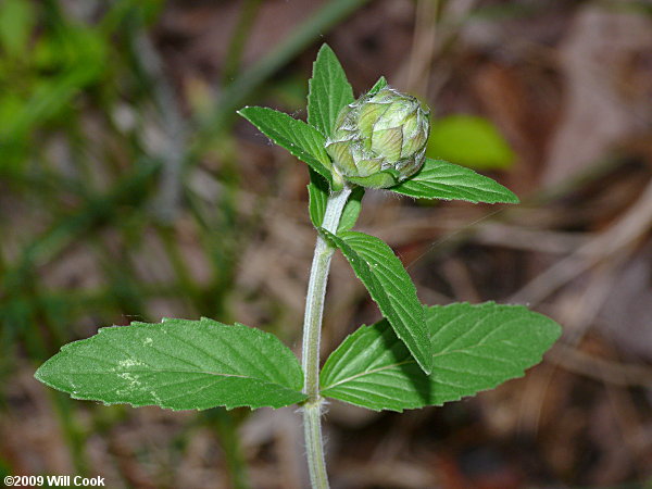 Woodmint, Downy Pagoda-plant (Blephilia ciliata)