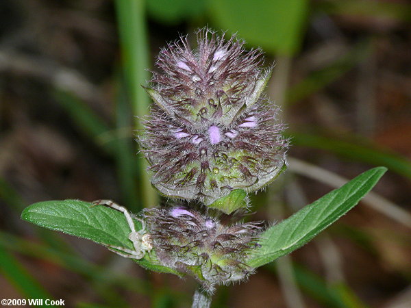 Woodmint, Downy Pagoda-plant (Blephilia ciliata)