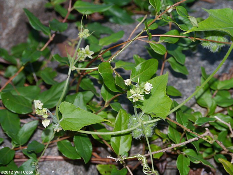 Sicyos angulatus (Bur-cucumber)