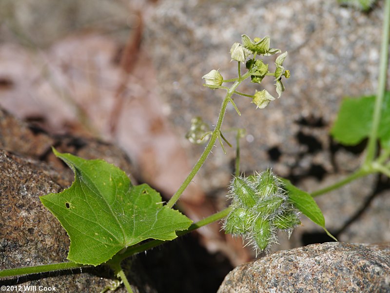 Sicyos angulatus (Bur-cucumber)