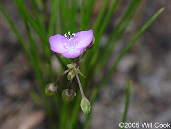 Callisia graminea (Grassleaf Roseling)