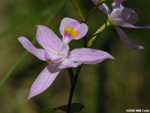 Calopogon tuberosus (Common Grass-Pink)