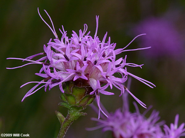 Sandhill Chaffhead (Carphephorus bellidifolius)