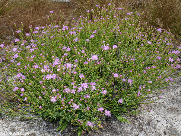 Sandhill Chaffhead (Carphephorus bellidifolius)