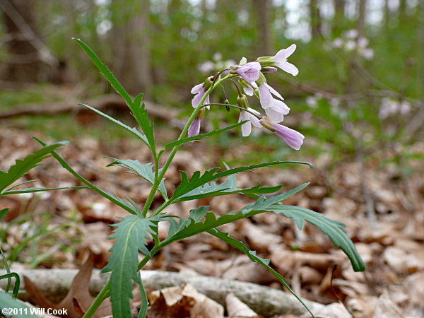 Cutleaf Toothwort - Cardamine concatenata
