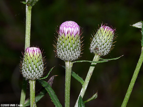 Carolina Thistle (Cirsium carolinianum)