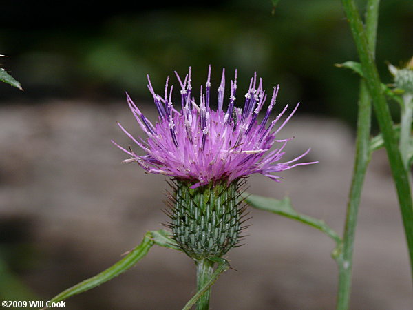 Carolina Thistle (Cirsium carolinianum)