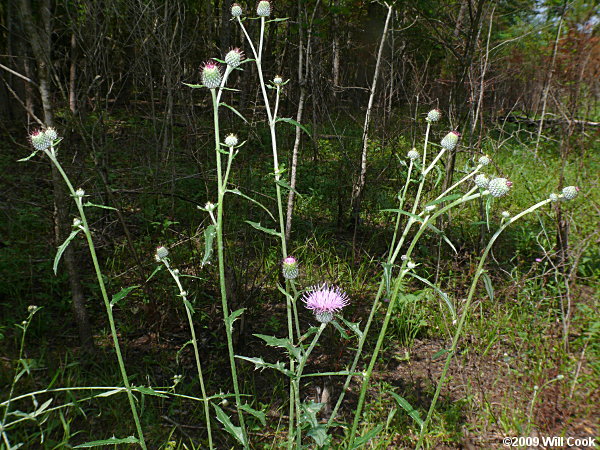 Carolina Thistle (Cirsium carolinianum)