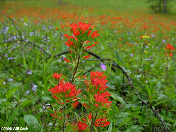 Castilleja coccinea (Scarlet Indian Paintbrush)