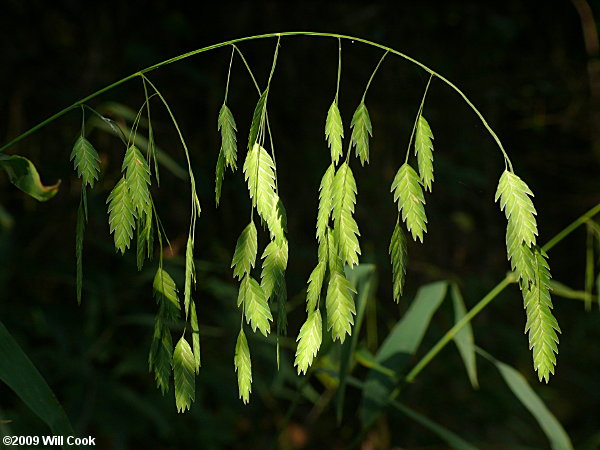 Chasmanthium latifolium (River Oats)