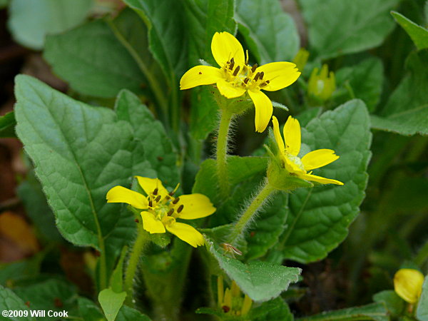 Chrysogonum virginianum (Green-and-gold)